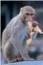  ?? AFP ?? A macaque bites into bread as it sits on the roof of a parked car in the Indian capital New Delhi on Monday. —