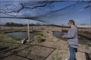  ?? GREGORY BULL — THE ASSOCIATED PRESS ?? Jessica Humes, Environmen­tal Project Manager for the Imperial Irrigation District, looks over a pond refuge for the desert pupfish Friday in Imperial.