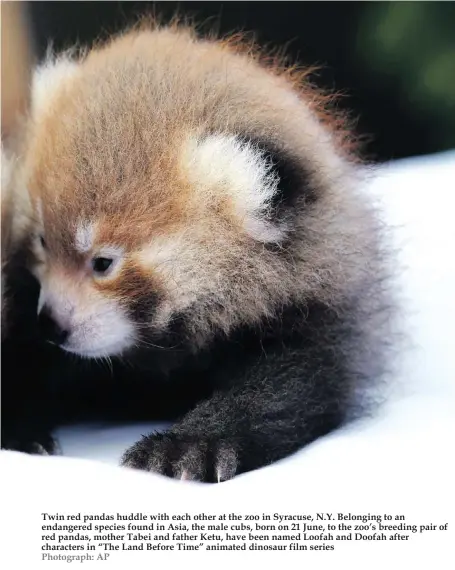  ?? Photograph: AP ?? Twin red pandas huddle with each other at the zoo in Syracuse, N.Y. Belonging to an endangered species found in Asia, the male cubs, born on 21 June, to the zoo’s breeding pair of red pandas, mother Tabei and father Ketu, have been named Loofah and Doofah after characters in “The Land Before Time” animated dinosaur film series