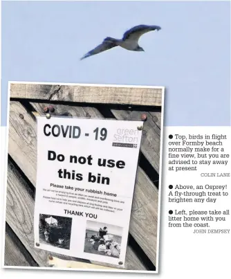  ?? COLIN LANE
JOHN DEMPSEY ?? Top, birds in flight over Formby beach normally make for a fine view, but you are advised to stay away at present
Above, an Osprey! A fly-through treat to brighten any day
Left, please take all litter home with you from the coast.