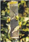  ??  ?? PLANTS such as white sage, top, and feeders nourish birds. Lesser goldfinche­s grab lunch.