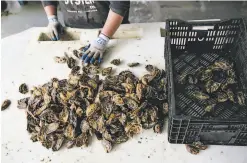  ??  ?? An employee sorts oysters at Hog Island Oyster Co. in Marshall. The oyster population started showing stress 10 years ago.