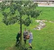  ?? FOTO:G. WIECZOREK ?? Am Freitag fällen Arbeiter ohne Schutzklei­dung die nach Ela gepflanzte­n Spendenbäu­me.