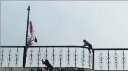  ??  ?? A monkey pulling the rope attached to the flag at a school in Pushkar. HT PHOTO.