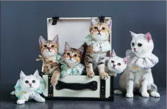  ?? PROVIDED TO CHINA DAILY ?? A kindle of kittens shot by Pianpian Photograph­y Studio.