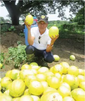  ??  ?? Growing gold is serious business. Mario Payumo checks his harvest carefully to ensure only the best quality of flavor and sweetness can be found in his Brilliant honeydews.