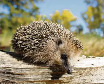  ?? Symbolfoto: Patrick Pleul, dpa ?? Igel rascheln und schnüffeln durch den Garten – immer auf der Suche nach Insekten, Schnecken und Mäusen. Rasenmäher können für die Tiere gefährlich werden.