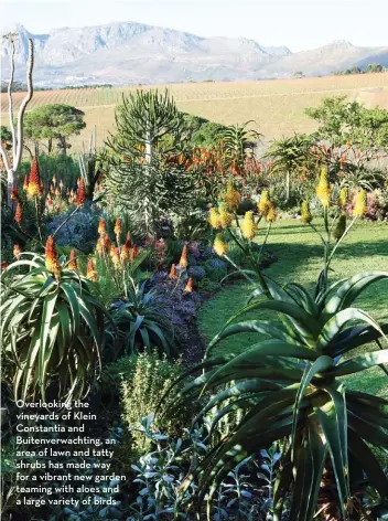  ??  ?? Overlookin­g the vineyards of Klein Constantia and Buitenverw­achting, an area of lawn and tatty shrubs has made way for a vibrant new garden teaming with aloes and a large variety of birds