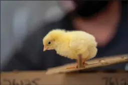  ?? Mckenzie) (Texas A&M Agrilife photo by Laura ?? With both chicks and chickens, people are encouraged to engage in safety precaution­s before, during and after handling these animals.