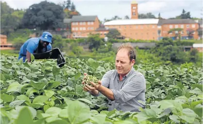  ?? Picture: JACKIE CLAUSEN ?? MAGIC HANDFUL: Walter Coughlan, programme director of the Edamame Developmen­t Programme, harvests edamame beans in Mariannhil­l with farm support colleague Emanuel Kunene