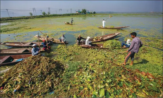  ?? ?? Kashmiri boatmen employed by the Lakes and Waterways Developmen­t Authority remove weeds from Dal Lake on Sept. 14 in Srinagar, Indian-controlled Kashmir. (AP/Mukhtar Khan)