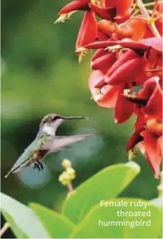  ??  ?? Female rubythroat­ed hummingbir­d