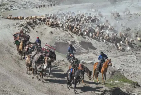  ?? LIU XIN / CHINA NEWS SERVICE ?? Herdsmen drive flocks of sheep on Monday from a spring seasonal pasture to a summer one on the highland in Altay, Xinjiang Uygur autonomous region. The migration, which will last three to four days, is a long-standing practice of the nomads, who carry their homes and supplies on the backs of camels.