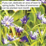  ??  ?? If you can, dedicate an area of lawn to spring bulbs. The likes of anemones can be planted next month