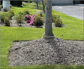  ?? JESSICA DAMIANO VIA THE ASSOCIATED PRESS ?? A Wednesday, May 18, photo shows “volcano mulching” applied around the base of a tree’s trunk in Glen Head, N.Y. The practice is detrimenta­l to trees and often results in their slow death.