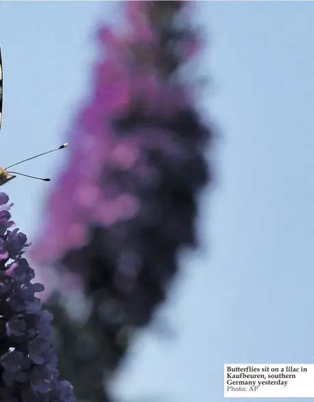  ??  ?? Butterflie­s sit on a lilac in Kaufbeuren, southern Germany yesterday Photo: AP