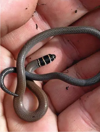  ?? Photo: Contribute­d ?? RELOCATED: The collared delma, which have been found near the Toowoomba Second Range Crossing.