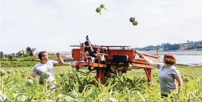  ?? ?? En Bretagne, quelque 1 300 producteur­s maraîchers mettent en marché collective­ment 450 000 tonnes de fruits et légumes annuelleme­nt sous une même marque, Prince de Bretagne.