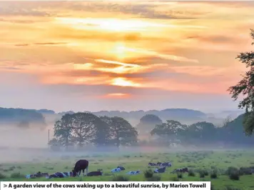  ??  ?? > A garden view of the cows waking up to a beautiful sunrise, by Marion Towell