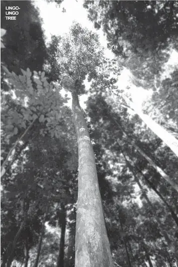 TREE OF THE MONTH (PART 1) LINGO-LINGO - PressReader