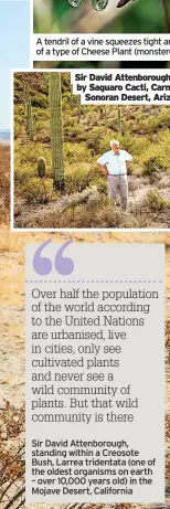  ?? ?? Sir David Attenborou­gh, standing within a Creosote Bush, Larrea tridentata (one of the oldest organisms on earth – over 10,000 years old) in the Mojave Desert, California