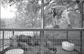  ?? Tribune News Service/Austin American-Statesman/JAY JANNER ?? Hog trapper Mark Ballard secures a captured sow and her 10 piglets in northwest San Antonio.