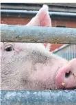  ?? FOTO: DPA ?? Ein Schwein schaut auf einem Bauernhof in Norddeutsc­hland durch die Gitterstäb­e eines Geheges.