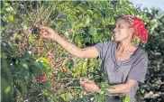  ??  ?? Jesca Kagai, a farmer member of the Nespresso Fair Trade programme in Honde Valley, Zimbabwe.