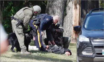  ?? The Canadian Press ?? The RCMP emergency response unit arrests an alleged suspect in Neepawa, Man., on Thursday, following the shooting of an RCMP officer.