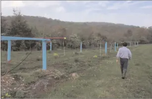  ??  ?? ABOVE: Stanton Gill inspects his orchard of hardy kiwi at Falcon Ridge Farm in northern Maryland. The trellising system allows him to tame the vigorous vine through pruning.