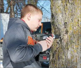  ?? CHARLES PRITCHARD — ONEIDA DAILY DISPATCH ?? Ninth-grader Austin Nolley of the Stockbridg­e Valley FFA taps a tree at the Windstream substation near the school during Maple Weekend on Saturday, March 24, 2018.