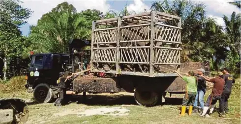  ??  ?? GAJAH dipindahka­n semula ke hutan selepas menceroboh kampung di Telupid, Sandakan.