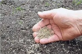  ?? GETTY IMAGES / SCHULZIE ?? Different climates require different types of grass, so check what is likely to work best in your area.