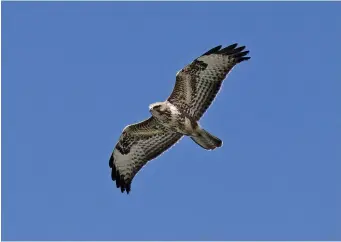  ?? ?? SIX: Common Buzzard (Seaforth, Lancashire, 2 April 2011). This rather typically plumaged Common Buzzard is showing its underwing pattern well. No Rough-legged Buzzard shows such extensive brown in the underwing coverts, while the tail can be seen to be uniform pale brown below and finely barred. Also obvious is the typically short-winged and short-tailed appearance of Common Buzzard, a structure which translates in real life into a distinctiv­e stiff, rather rapid wing action.