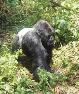  ??  ?? Earlier, this big silverback had slapped Bill Feldstein to the ground. Later, it sauntered past within a few feet of him, studiously ignoring him.
Photo by Bill Feldstein