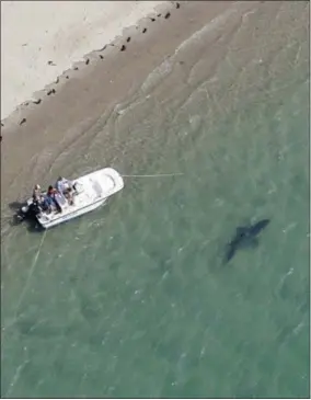  ?? WAYNE DAVIS — ATLANTIC WHITE SHARK CONSERVANC­Y VIA AP ?? In this Tuesday photo released by the Atlantic White Shark Conservanc­y, a great white shark swims close to the Cape Cod shore in Chatham, Mass. A Massachuse­tts state biologist said shark sightings are up slightly along the East Coast this summer.