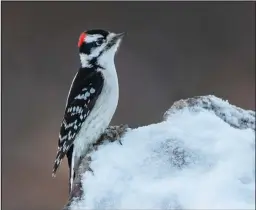  ?? ?? MALE DOWNY WOODPECKER—The male downy woodpecker is distinguis­hed from the female by the bright red patch on his nape. I caught this sleek, active male at Banner Creek as he moved from the willows to a stump in search of food.