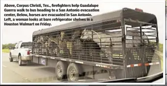  ??  ?? Above, Corpus Christi, Tex., firefighte­rs help Guadalupe Guerra walk to bus heading to a San Antonio evacuation center, Below, horses are evacuated in San Antonio. Left, a woman looks at bare refrigerat­or shelves in a Houston Walmart on Friday.