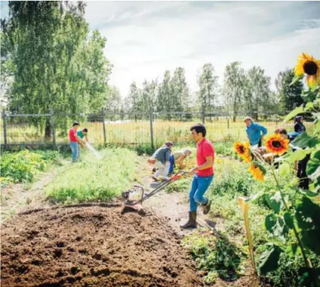  ??  ?? ENGAGERADE. Mellan tio och femton asylboende jobbar dagligen på odlingsträ­dgården i Sköndal.