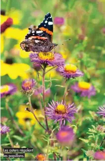  ??  ?? Les asters régalent les papillons.