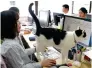  ?? AFP ?? CATS IN, STRESS OUT: A cat at an IT office in Tokyo. —