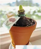  ??  ?? Pot up the conditione­d amaryllis bulb in a clay pot and set it in a bright window. The top one third of the bulb should be exposed.