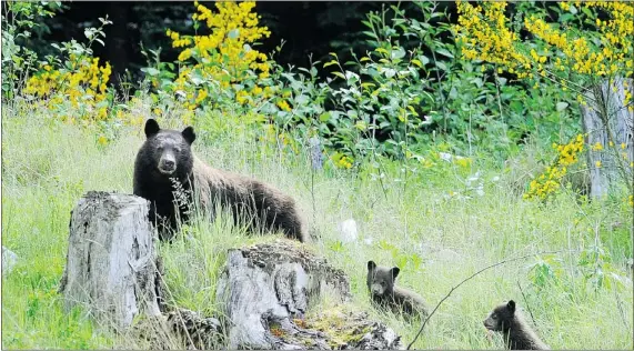  ?? MARK VAN MANEN/PNG FILES ?? A black bear and her cubs, like the ones pictured, were destroyed on Tuesday after harassing a person’s livestock.