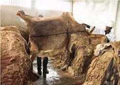  ??  ?? John Kariuki, director of the Star Brilliant Donkey Export Abattoir in Naivasha, Kenya, holds up a donkey hide.