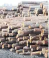  ??  ?? Last year, the U.S. slapped duties of more than 20 per cent on Canadian timber.