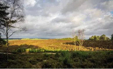  ??  ?? ABOvE: Hankley Common, “a tranquil haven of heather and silver birch that belies the sinister events of 75 years ago”.