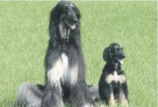  ?? PICTURE: GETTY ?? Snuppy, right, the world’s first cloned Afghan hound, born on this day in 2005, sits with his genetic father in Seoul