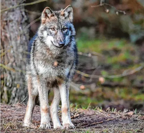  ?? Foto: Patrick Pleul, dpa ?? Guter Wolf, böser Wolf? Seit im Schwarzwal­d auf einer Weide mehr als 40 Schafe von einem Wolf gerissen wurden, ist wieder eine hitzige Debatte um die Wiederansi­edlung des Raubtieres in Deutschlan­d entbrannt.