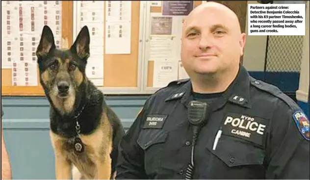  ?? ?? Partners against crime: Detective Benjamin Colecchia with his K9 partner Timoshenko, who recently passed away after a long career finding bodies, guns and crooks.