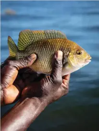  ??  ?? From far left: On safari with Bumi Hills, a recently reopened safari camp above Lake Kariba; the Zambezi Queen; a bream fished from Lake Kariba.